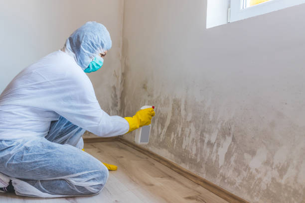 Licensed Mold Remediation service in Lignum, VA - WQB Mold Removal